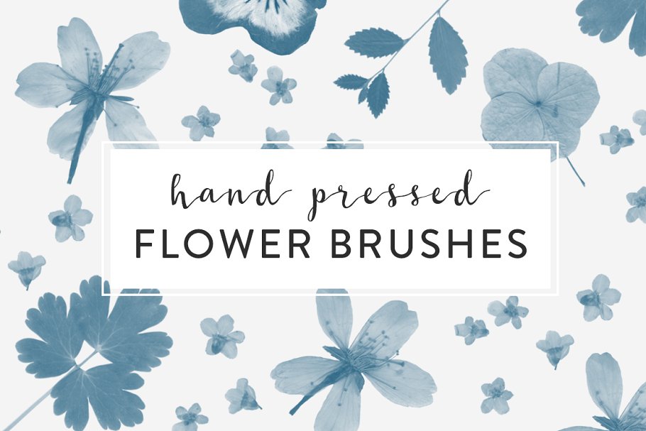 A hand pressed flower brushes for photoshop