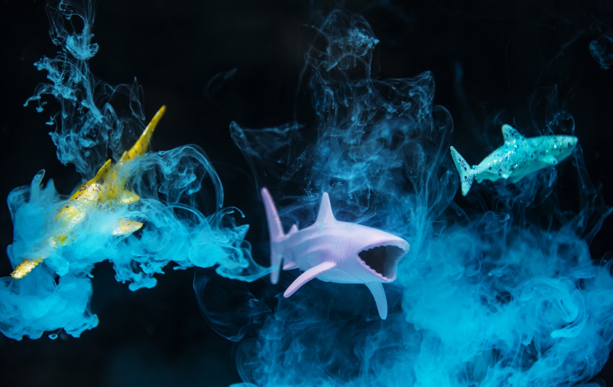 A sharks in a smoke