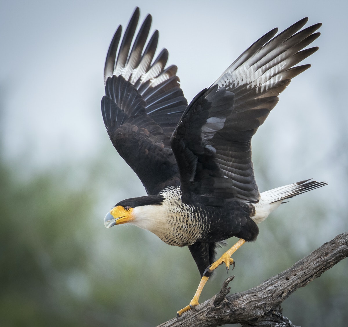 The eagle ready to fly