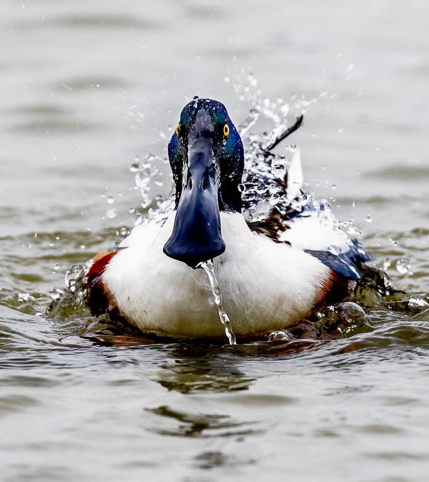 Duck in water with splash
