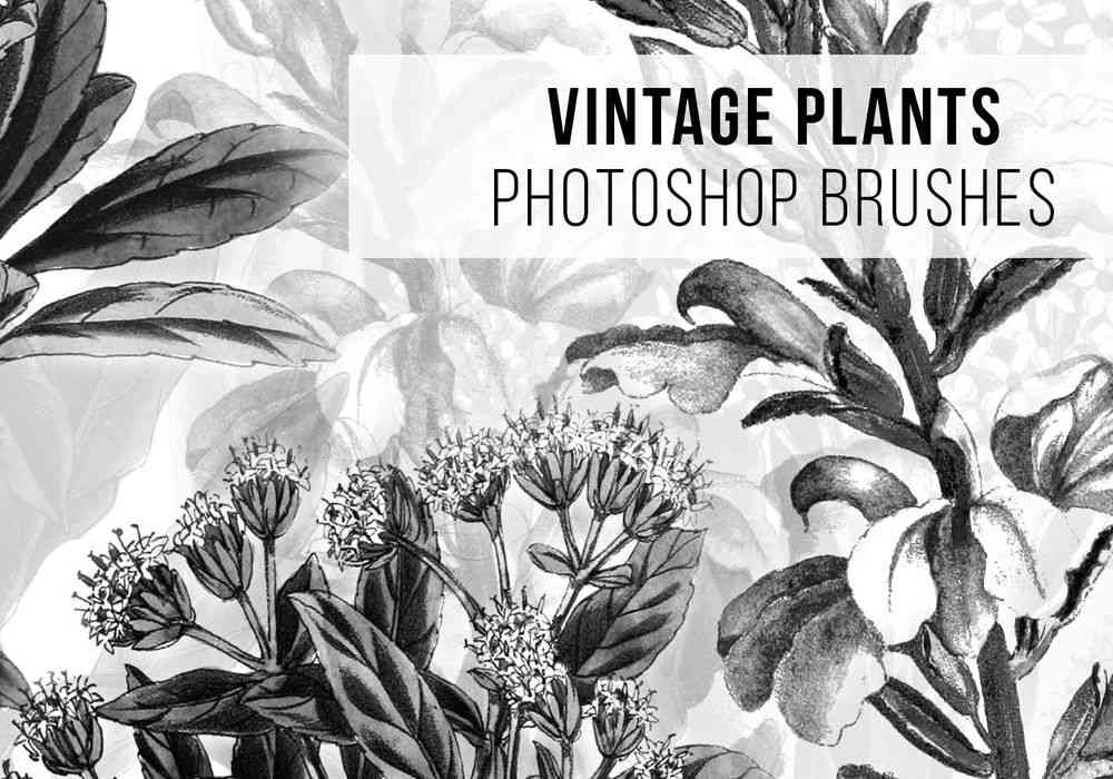 A free photoshop brushes with vintage plants