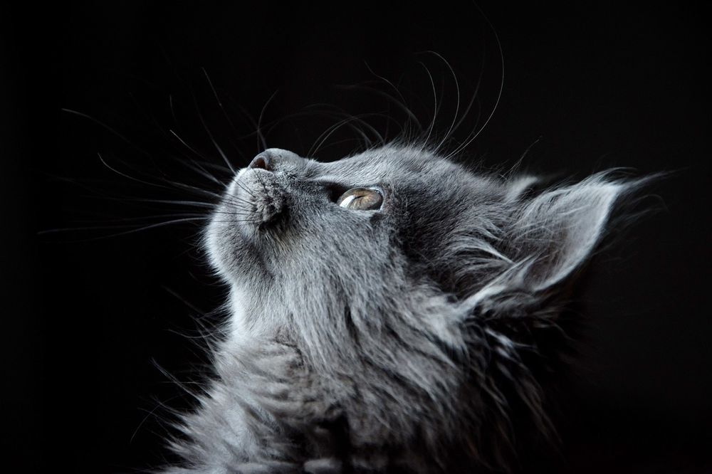 A grey cat in black background