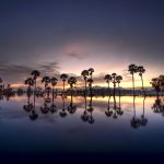 Palms and sunset