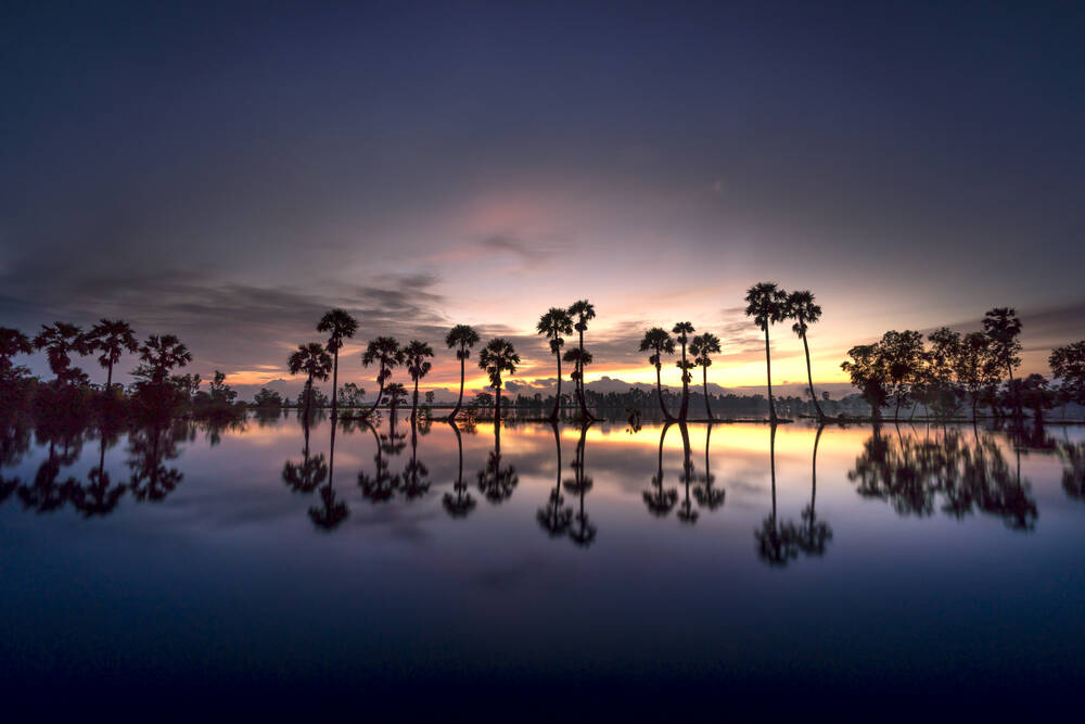 Palms and sunset