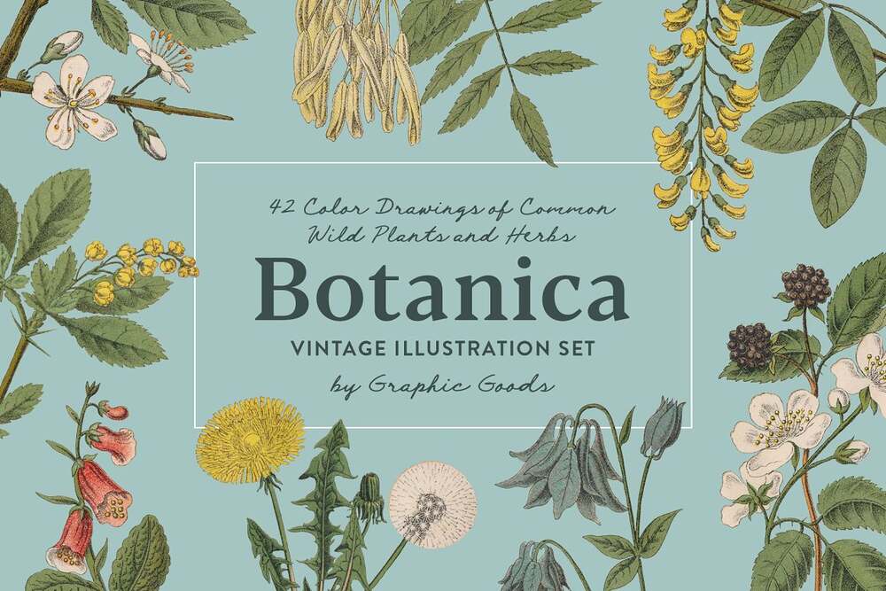 A botanical vintage illustrations from 19th century