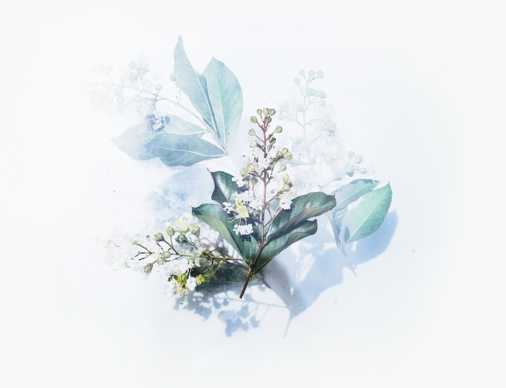 A free botanical illustrations set