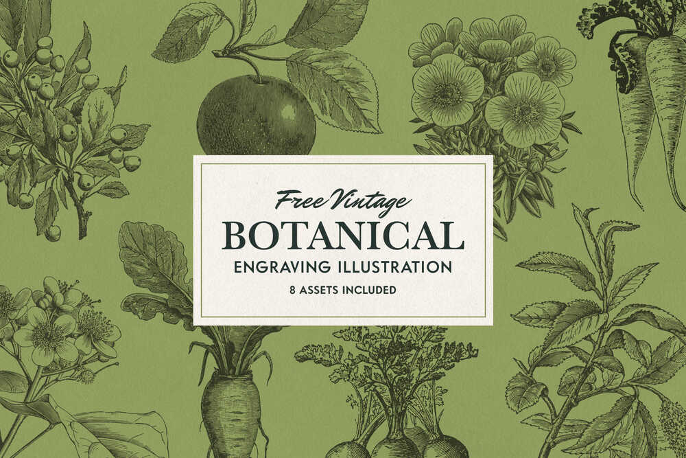 A free vintage botanical illustrations