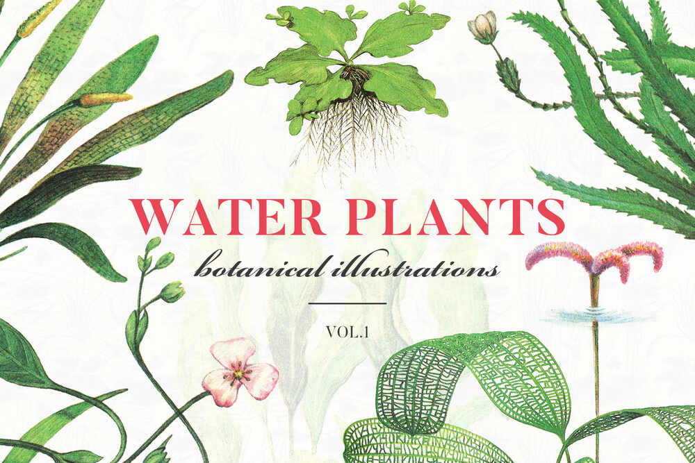 A water plants botanical illustrations